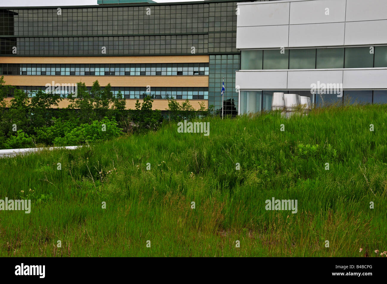Grün auf dem Dach (Leed zertifiziert) des Gebäudes Lassonde der Polytechnique Engineering Universität Montreal Stockfoto