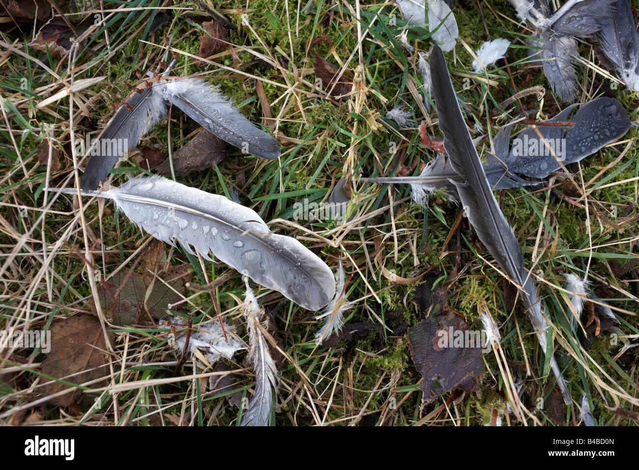 Vogelfedern aus toten Tiere getötet, nach einer Kollision mit Stromleitungen auf einem Waldboden, Clowes Wood, Chestfield, Kent Stockfoto