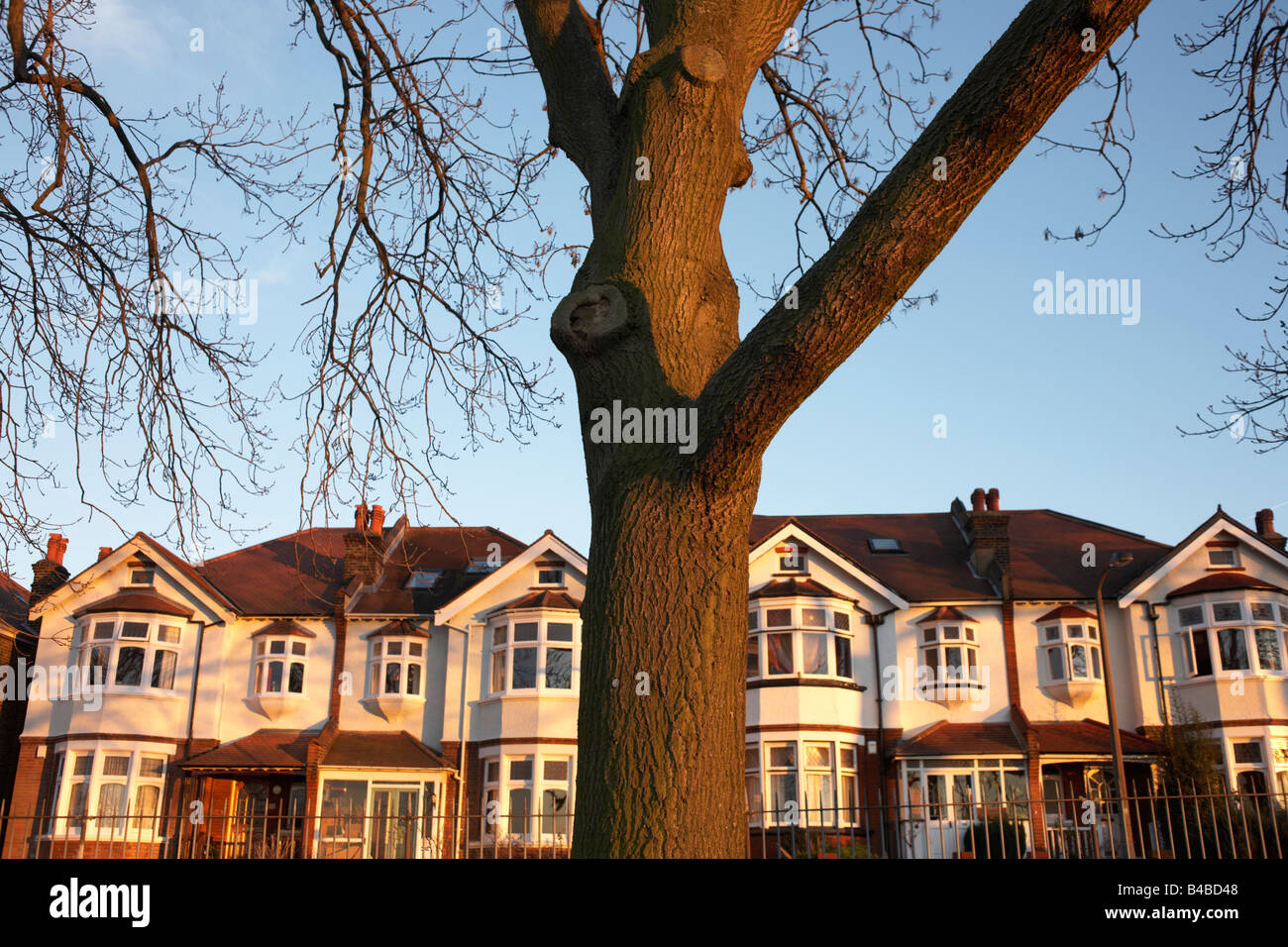 Stamm von einer 100 Jahre alten Esche vor Häuser von Edwardian Ära Doppelhaushälfte am Ruskin Park Dänemark Hill SE24 London Stockfoto