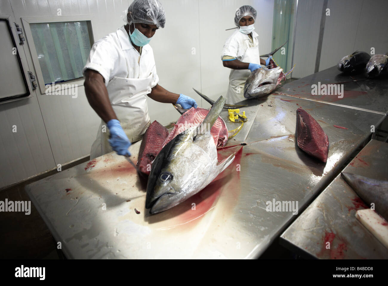 Ex-Tsunami Fischer Verarbeitung Yellow Fin Thunfisch Cyprea Marine Lebensmittel EU standard Werk in Himmafushi Republik Malediven Stockfoto