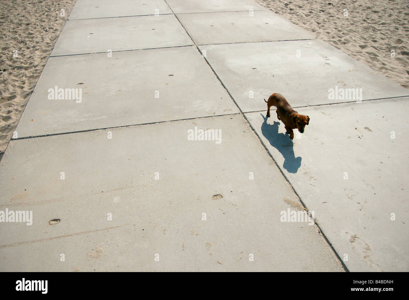 Ein kleiner Hund Dackel zu Fuß Betonstraße am Strand im freien Stockfoto