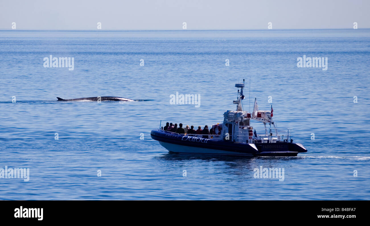 Schlauchboot auf eine Whale watching Tour in Tadoussac nach Finnwale, Quebec, Kanada. Stockfoto