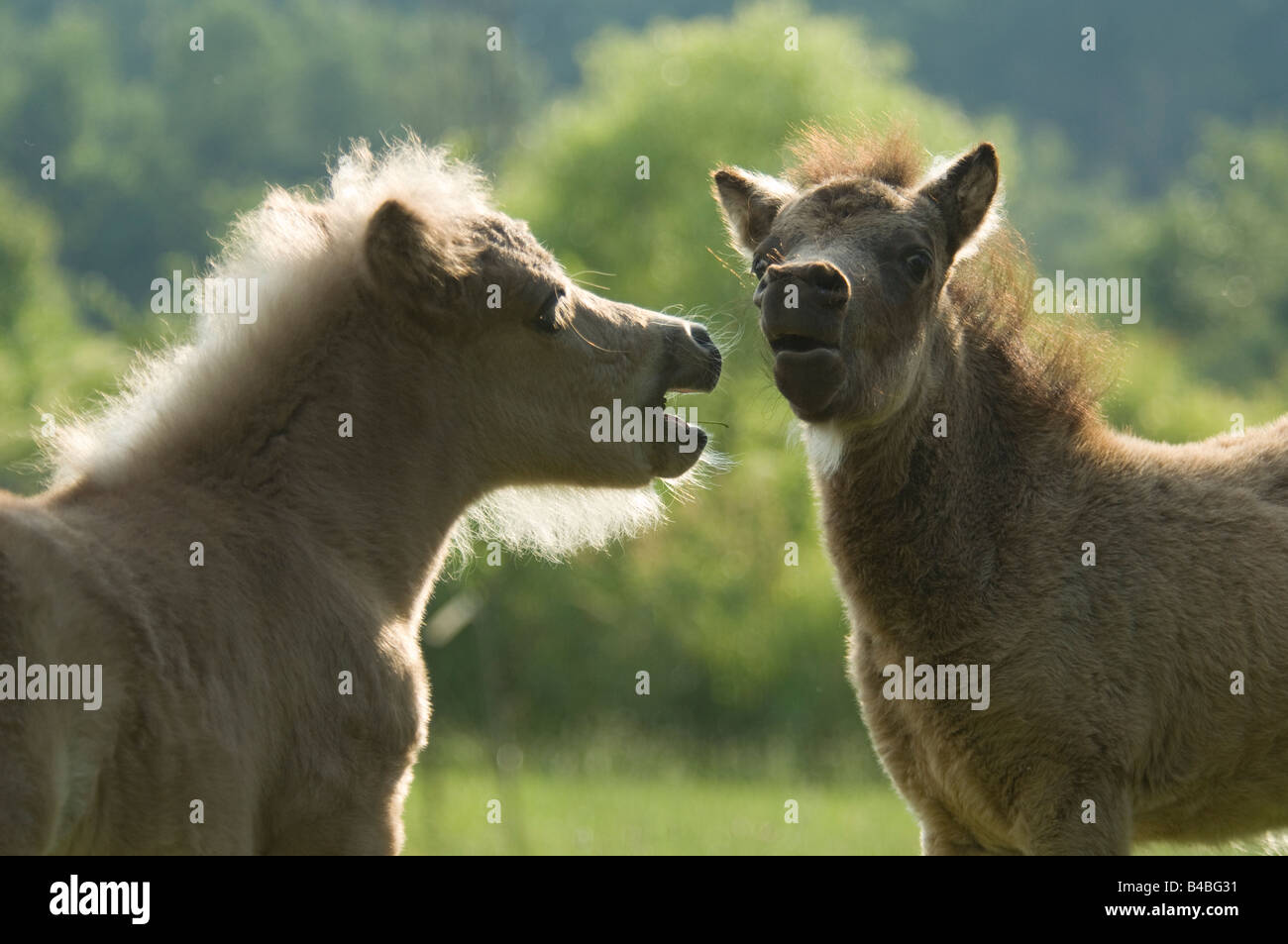 Miniature Horse Fohlen spielen Stockfoto