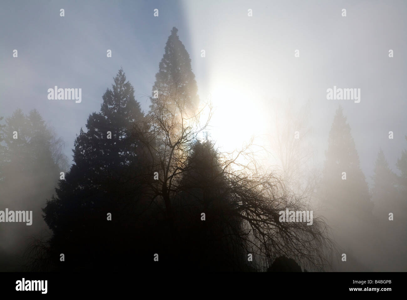 Sonne durch die Bäume und Nebel, Willamette Valley, Oregon, USA Stockfoto