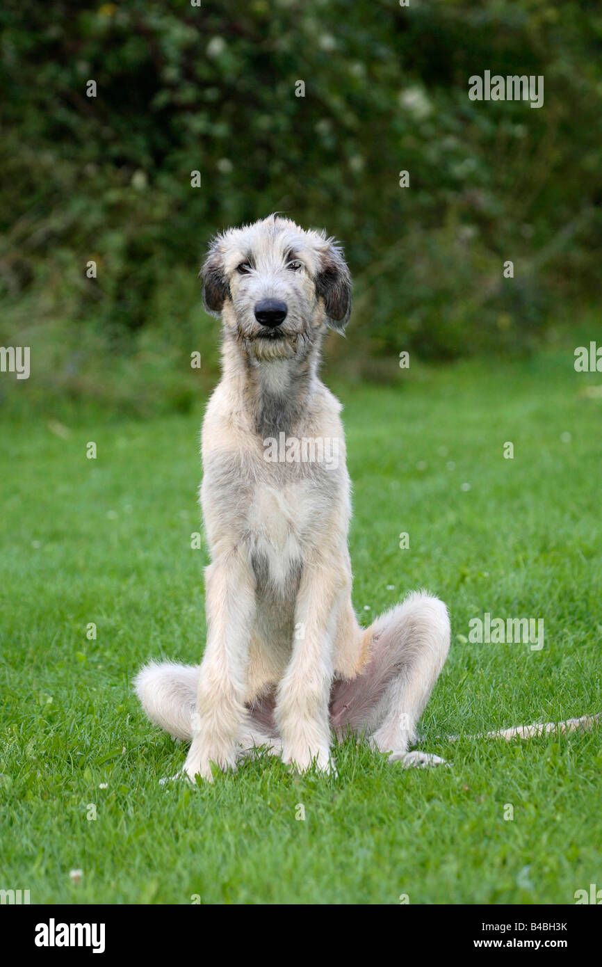 Irischer Wolfshund 6 Monate Stockfoto