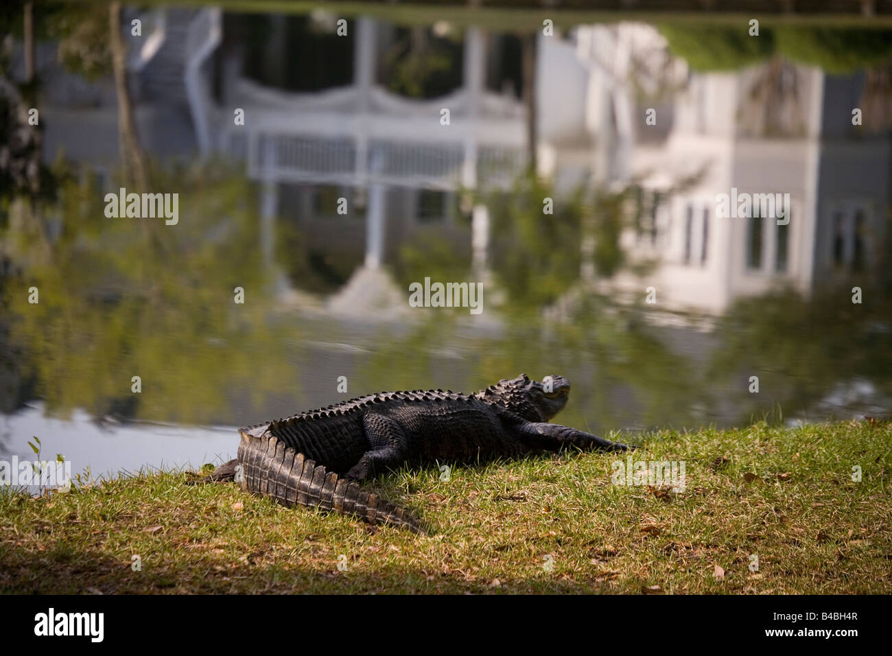 Eine zehn Fuß erholt haben Alligator Pausen am Ufer von einem See zu Hause in Charleston SC Alligatoren einmal fast ausgestorben Stockfoto