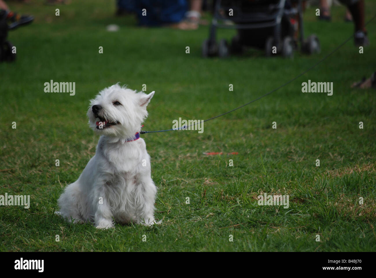 West Highland White Terrier Stockfoto
