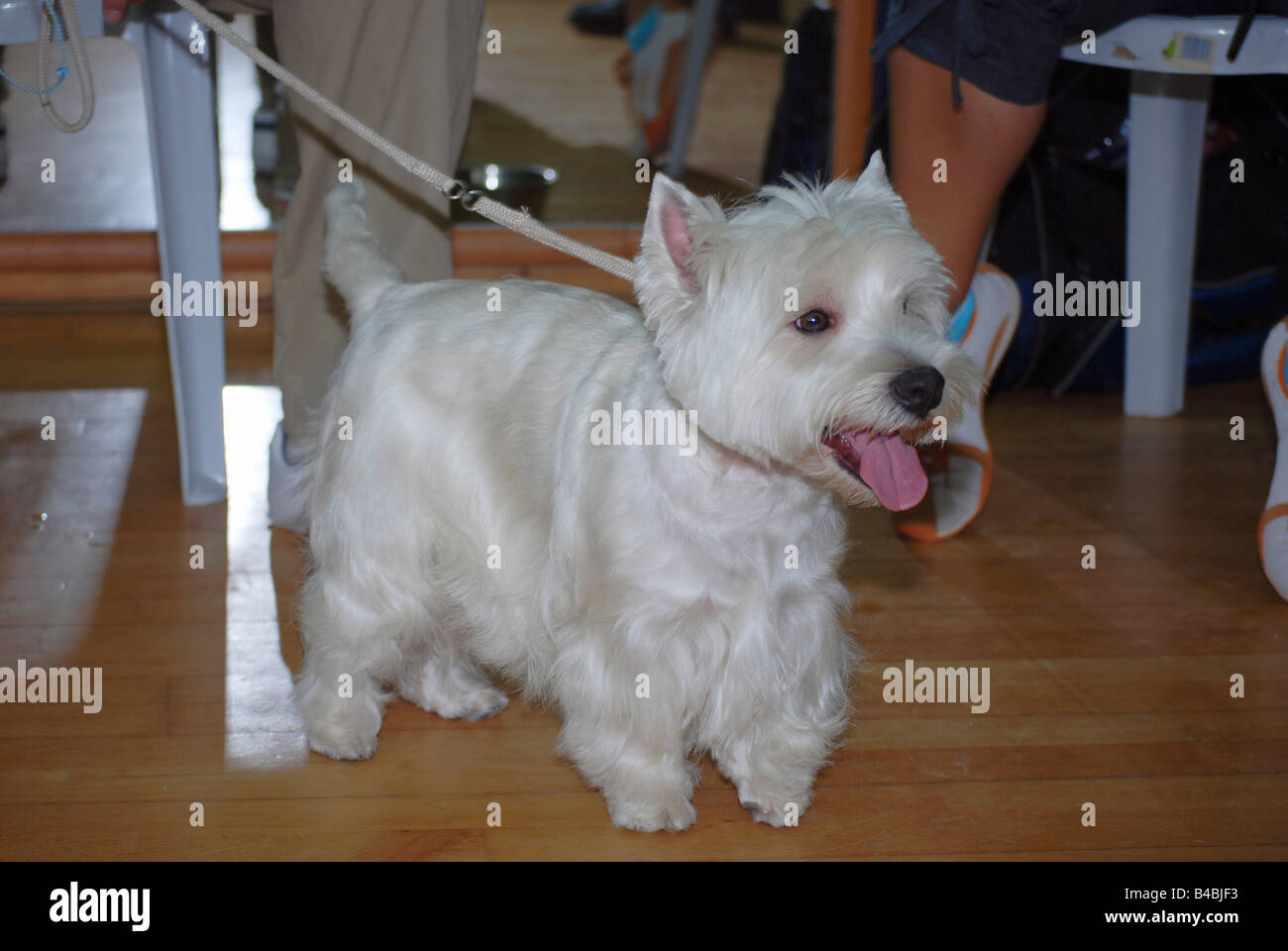 West Highland White Terrier Stockfoto