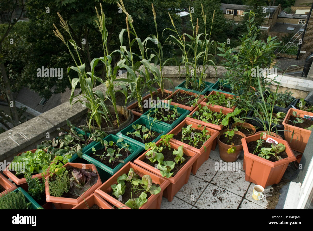 Gemüse und Salate wachsen in Kunststofftöpfen auf Dachterrasse städtischen Gemüse Garten London Stockfoto