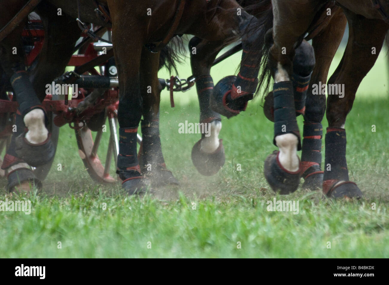 Ziehen von Karren im Endurance Team kombiniert treibende Wettbewerb Stockfoto Ziehen von Karren im Endurance Team kombiniert treibende Wettbewerb Stockfoto