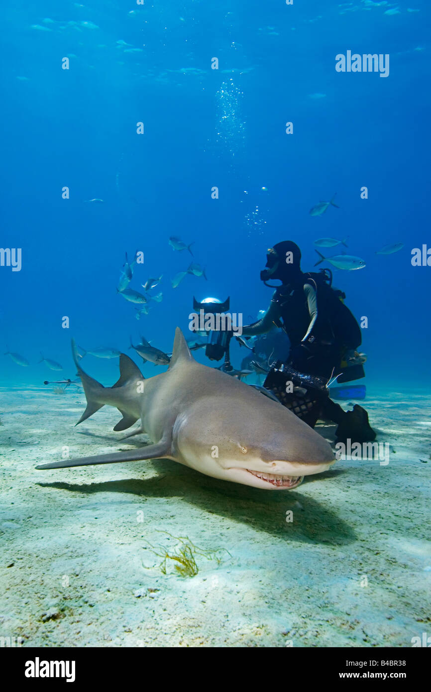 Zitrone Hai Negaprion Brevirostris und Taucher West End Grand Bahama-Atlantik Stockfoto