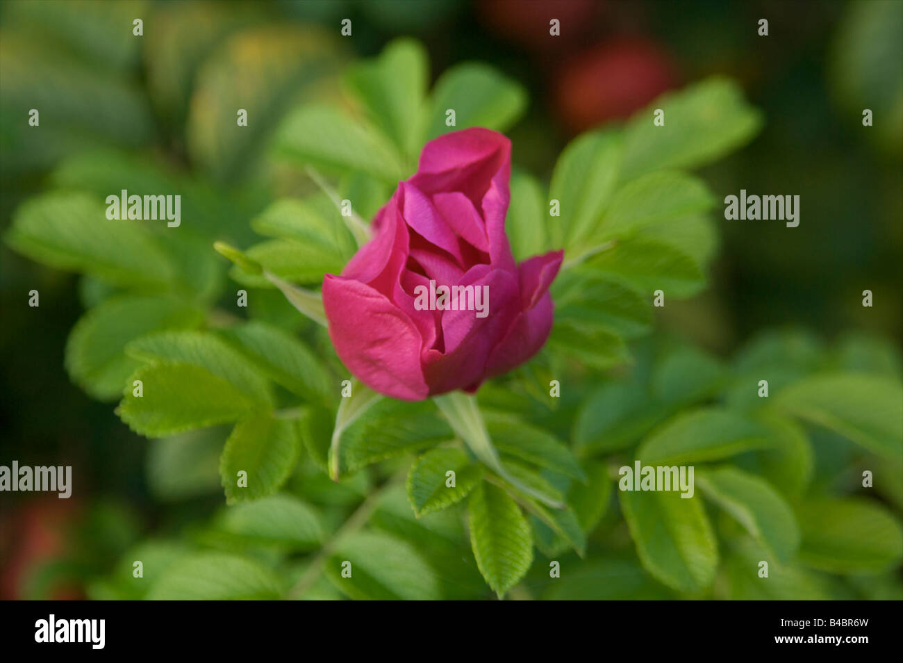 Wild rose Blume rosa Blätter Busch Stockfoto