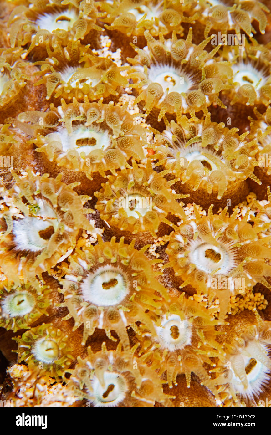 Polypen des großen Sterne Coral, Montastrea Cavernosa, Familie erweitert: Faviidae, ernähren sich von Plankton in der Nacht, Grand Bahama, Bahamas Stockfoto