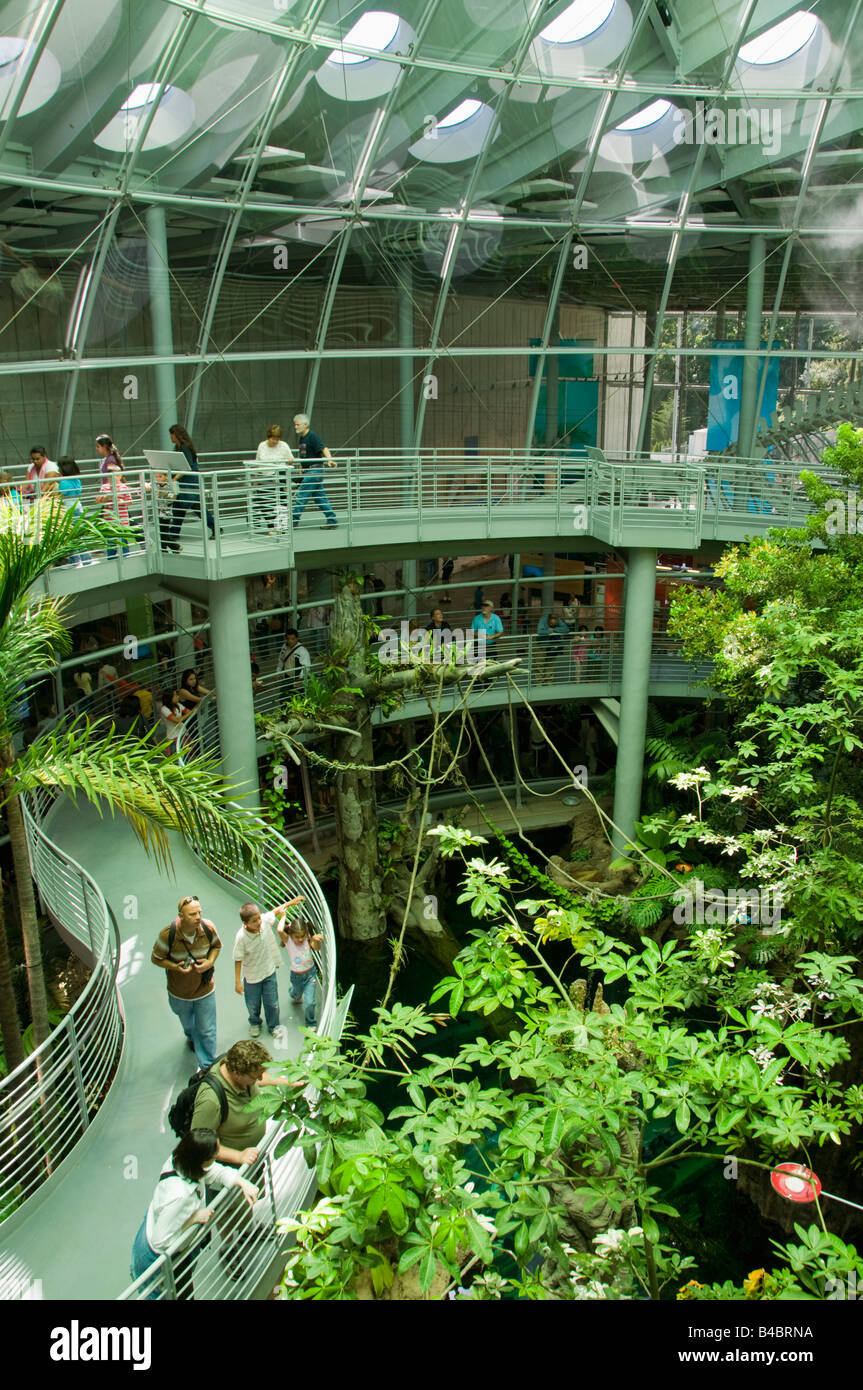 Rainforest Ausstellung, California Academy of Sciences, Renzo Piano, Architekt, eröffnet September 2008 San Francisco Kalifornien Stockfoto