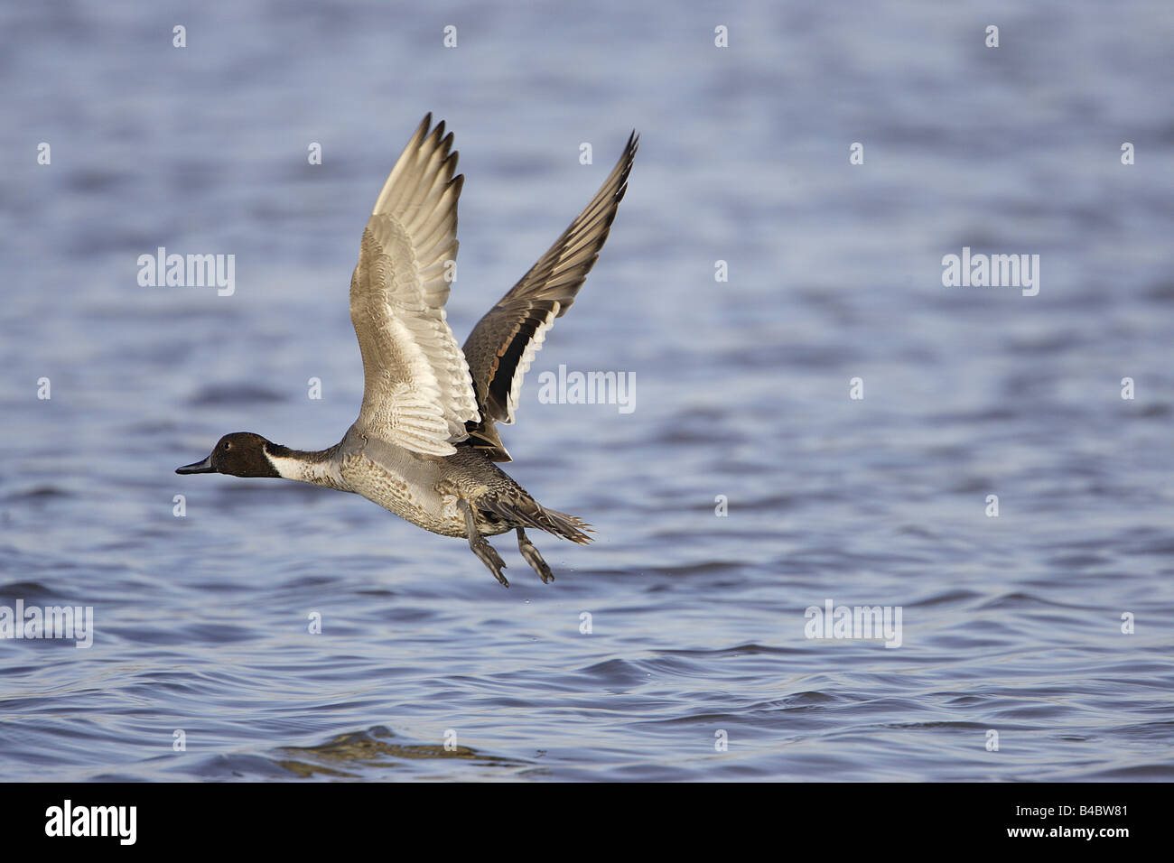 Pintail Ente (Anas Actua), Männchen, Ausziehen aus Wasser; Slimbridge, Gloucestershire, England; Winter Stockfoto