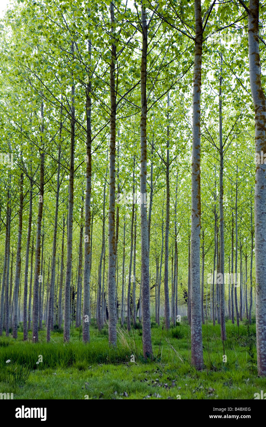 Wirtschaftswald Baumgrenze Stockfoto