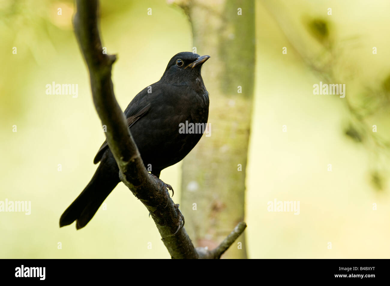 Schwarzer Vogel "Turdus Marula" thront auf einem Ast in einem Wald im Vereinigten Königreich. Stockfoto