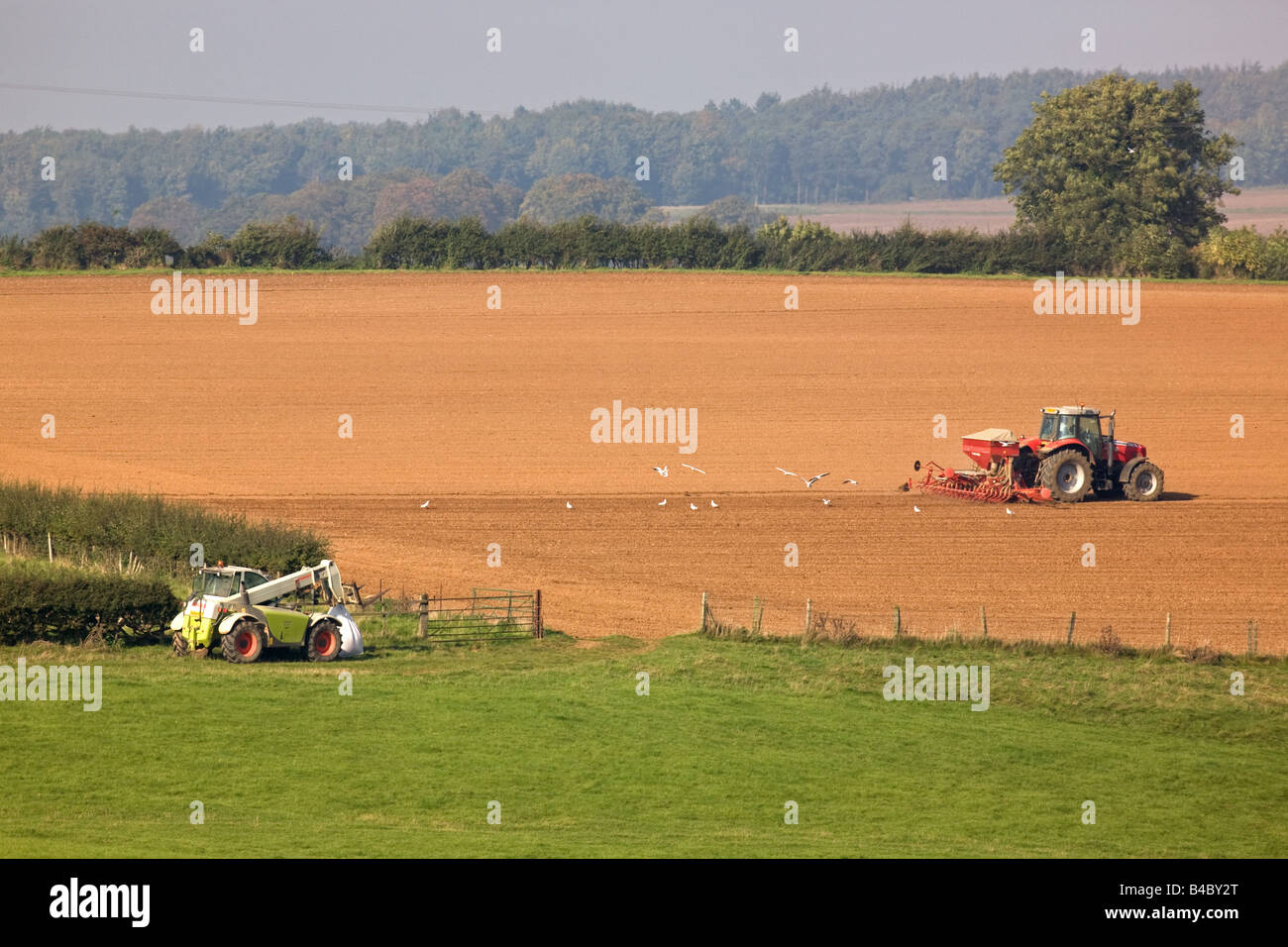 Massey Ferguson Traktor Bohren In eine hügelige Landschaft in Rutland Stockfoto
