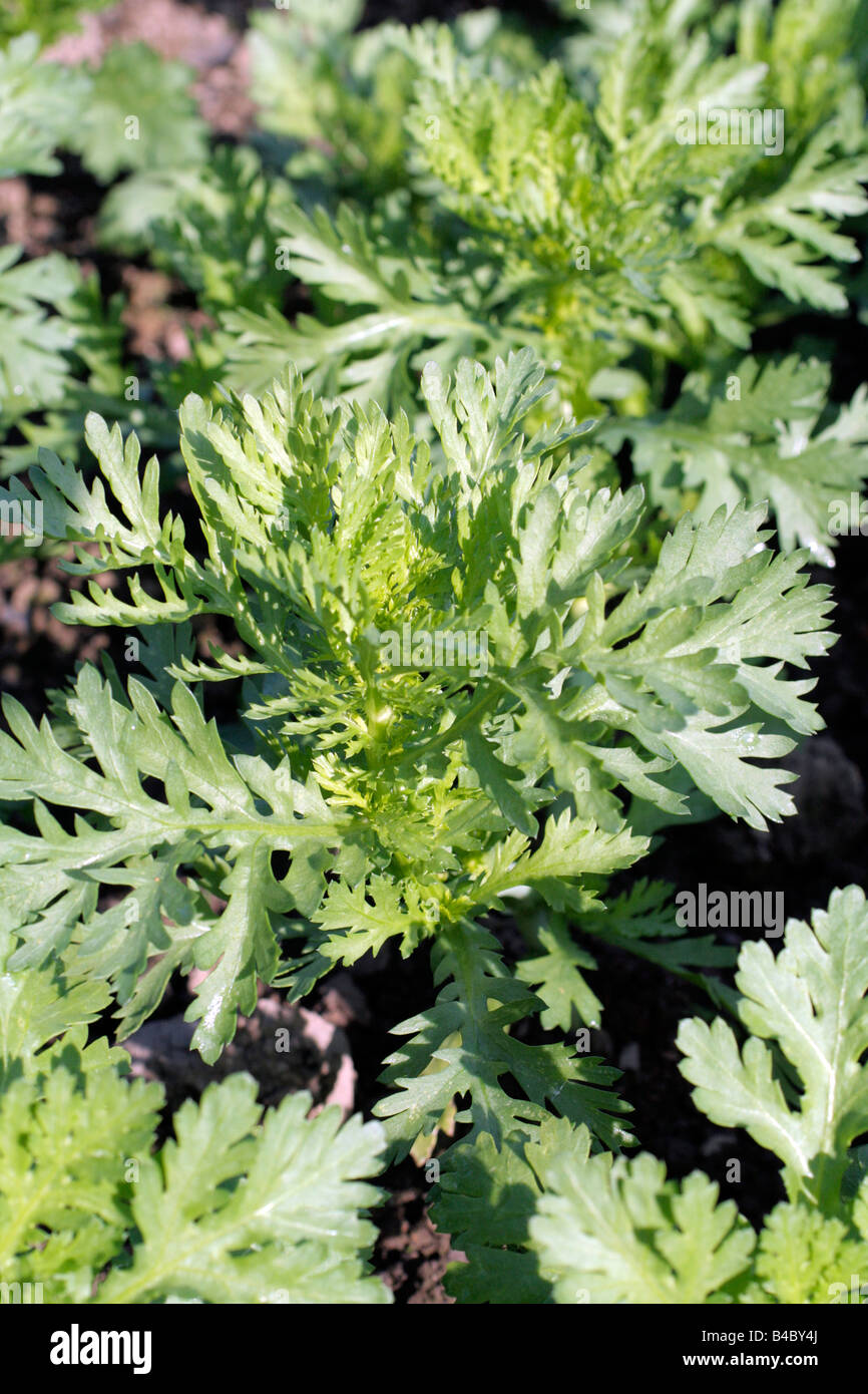 SHUNGIKU GRÜNS SHUNGIKU SALAT SALAT Stockfoto