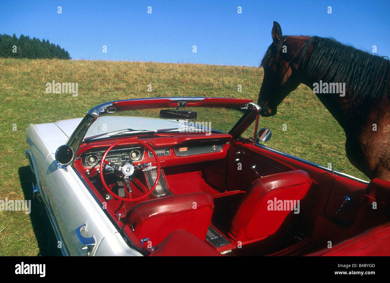 Auto, Ford Mustang, Cabrio, Baujahr 1965, weiß, Jahrgang ca. 60er Jahre, Innenansicht, Innenansicht, Cockpit, mit ho Stockfoto