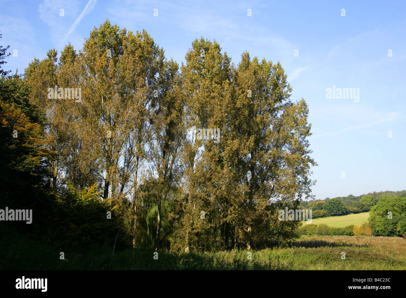 Pappeln, Modena unten, Schach-Tal, Hertfordshire Stockfoto