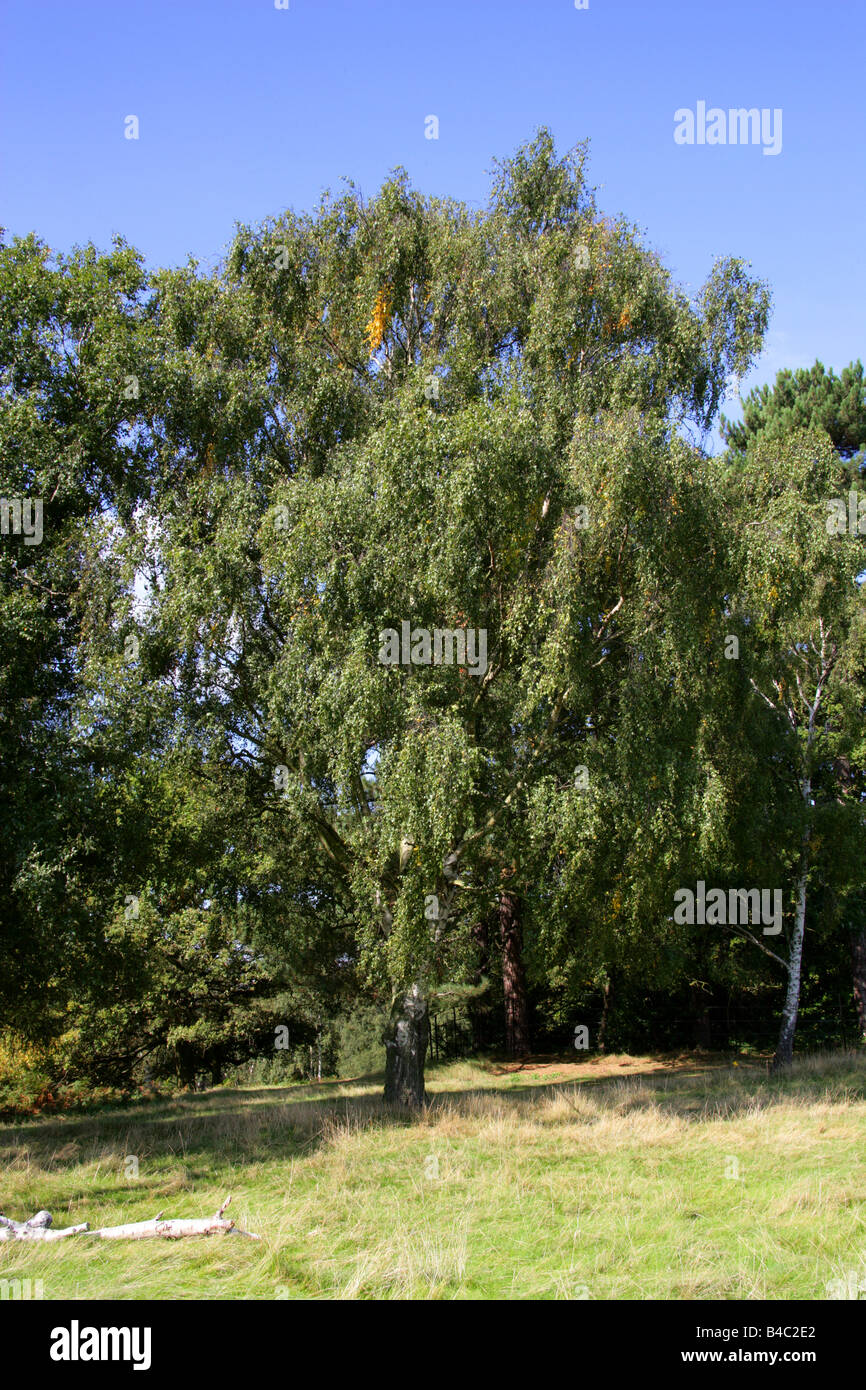 Silver Birch aka europäischen Weinen Birke, Europäische weiße Birke oder weinende Birke, Betula Pendel, Betulaceae. Stockfoto