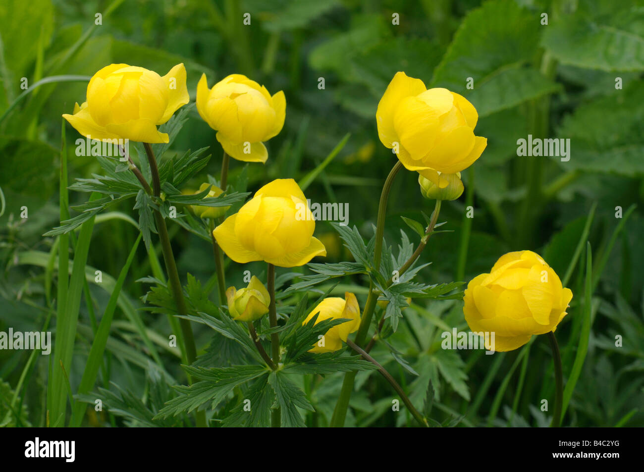 Europäischen Globeflower, Trollblume (Trollblume Europaeus), Blüte Stockfoto