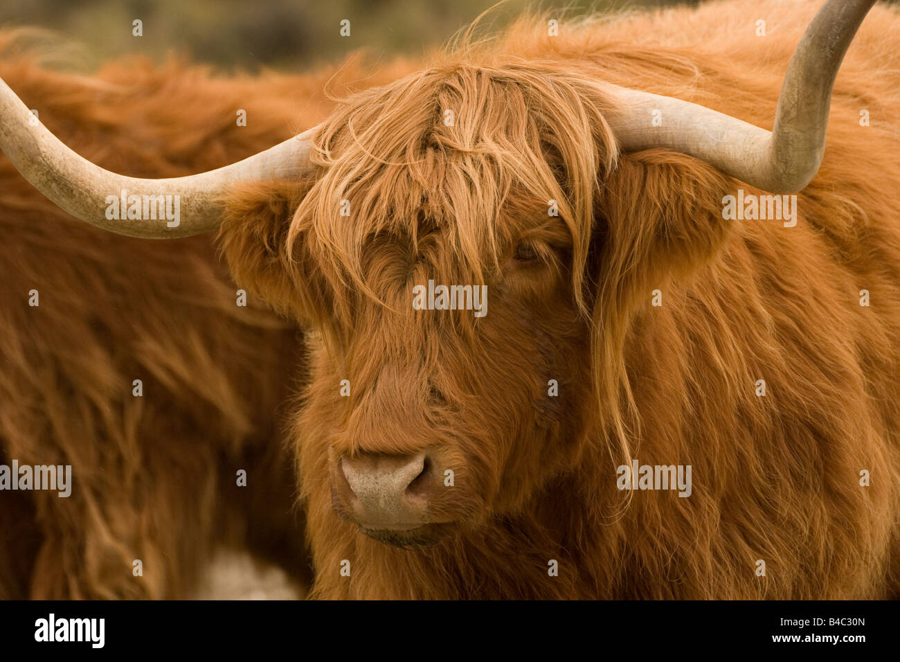 Porträt von Yak Seite schräg Stockfoto