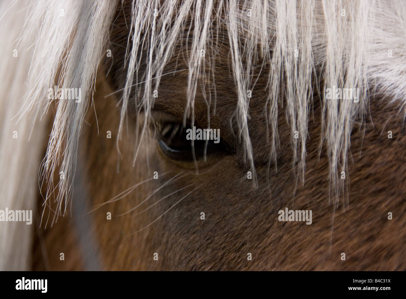 Nahaufnahme von einem Pferd Auge spähte aus Mähne Stockfoto