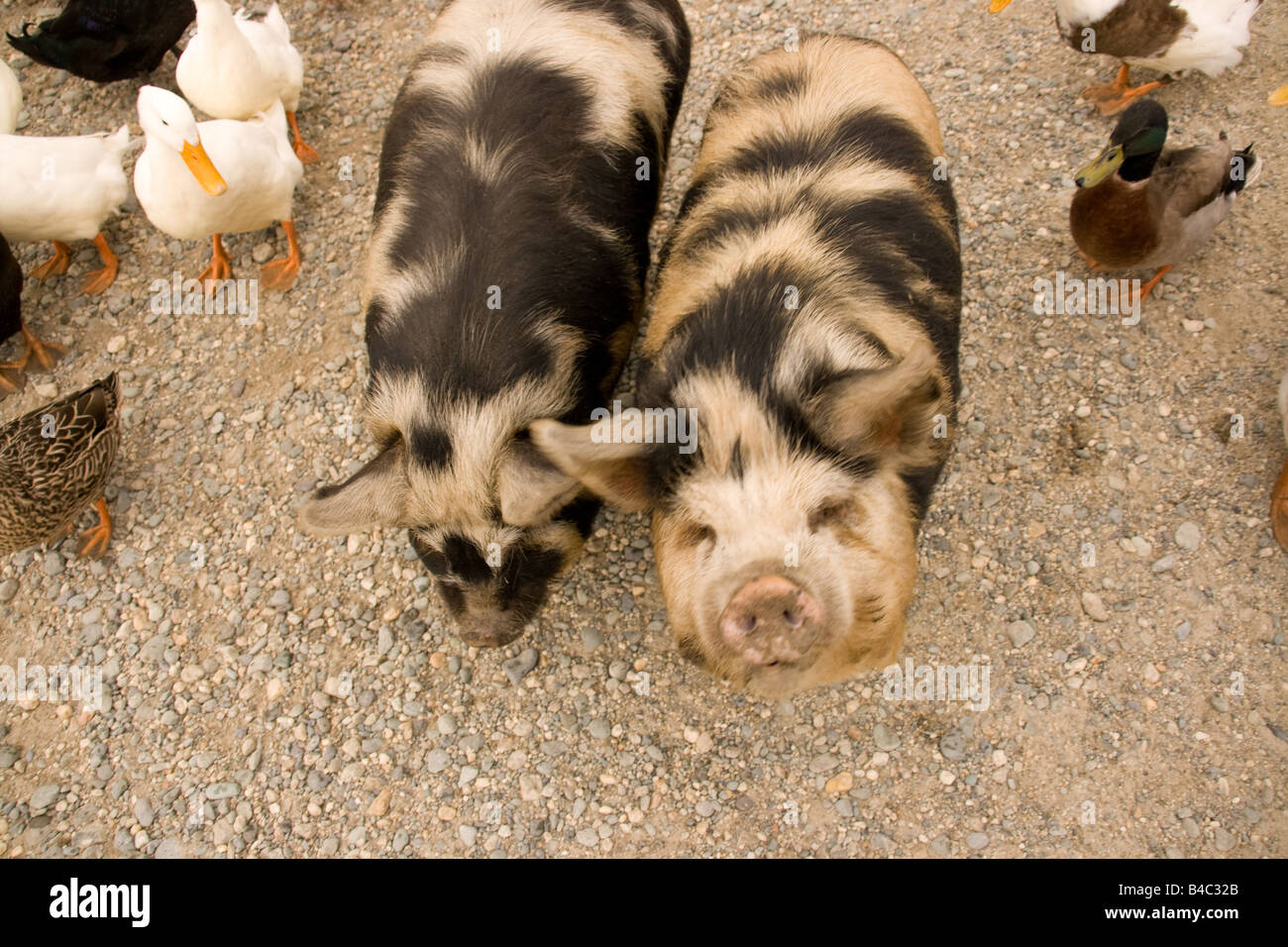 Zwei werdende Schweine in einem Scheunenhof Einfassung aus Enten für Lebensmittel Stockfoto
