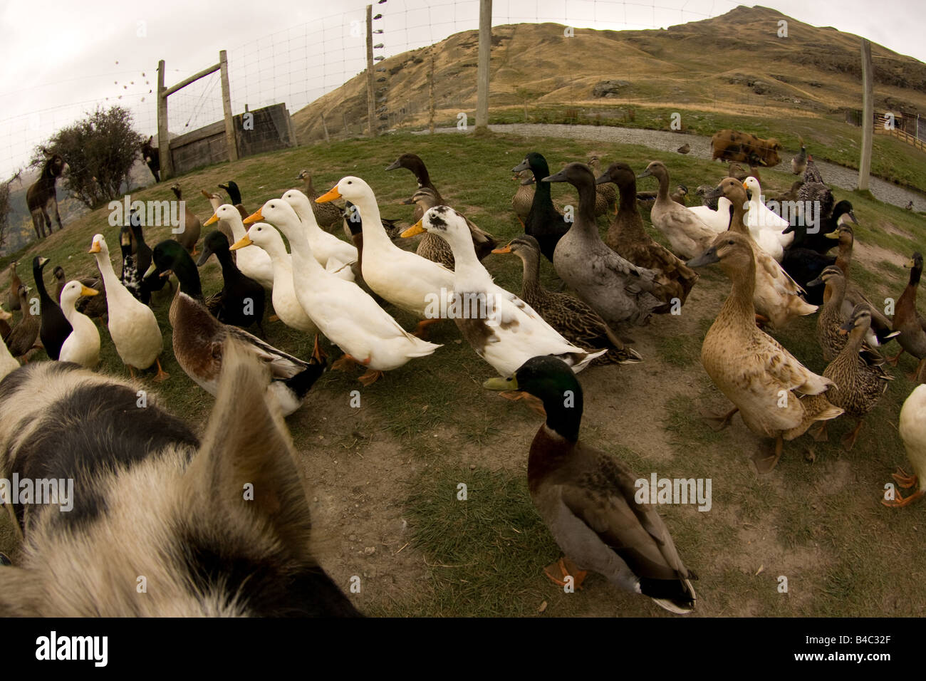 Viele Enten in einer Reihe Stockfoto