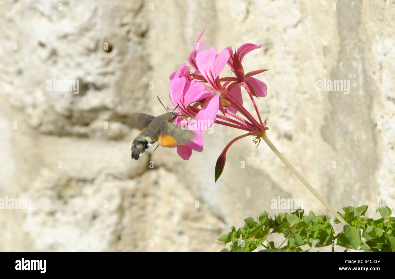 Kolibri Falke-Motte (Macroglossum Stellatarum) Fütterung von Blume Stockfoto