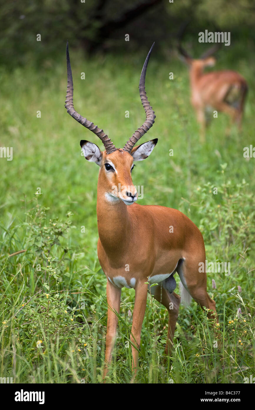 Porträt von Impala, Serengeti Nationalpark, Vereinigte Republik Tansania Stockfoto