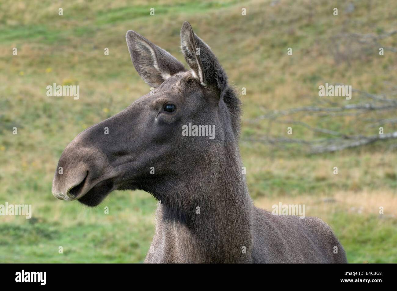 Europäischen Elch Stockfoto