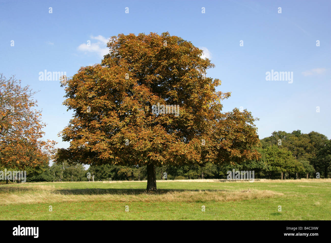 Pferd-Kastanie, Aesculus hippocastanum Stockfoto