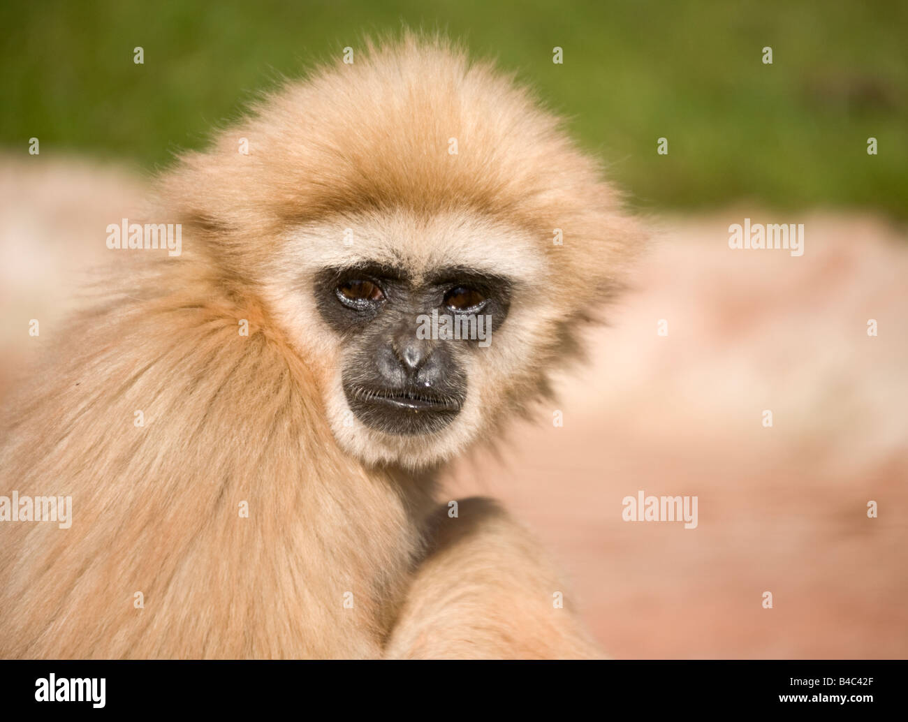 Weiß übergab Gibbon Stockfoto