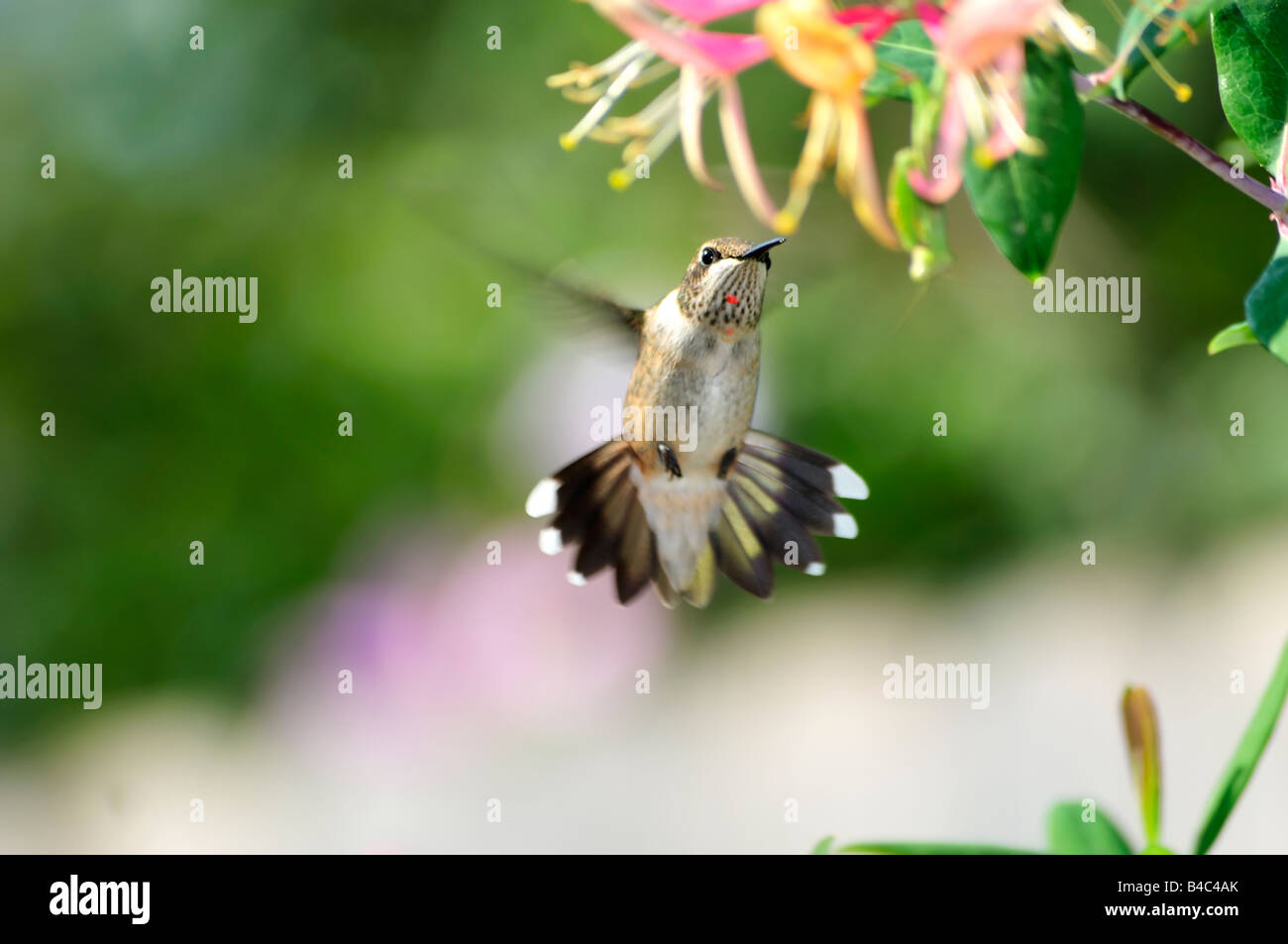 Eine unreife männliche Ruby throated Kolibri, Archilochos Colubris, schweben und ernähren sich von Goldflame Geißblatt, Lonicera Heckrottii in Oklahoma, USA. Stockfoto