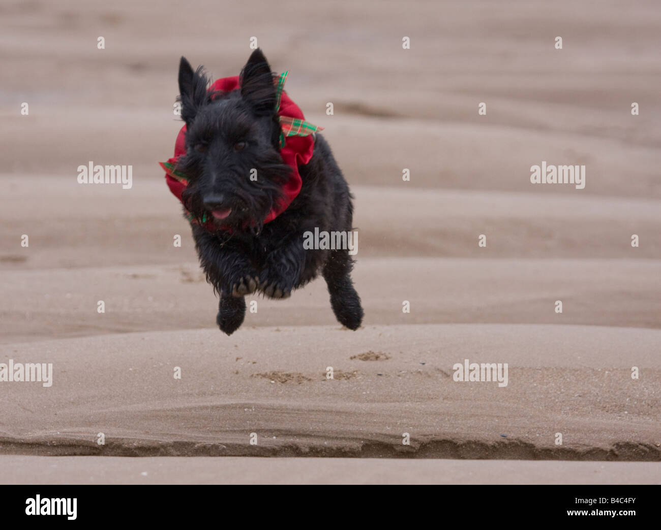 Daultie in der Luft Stockfoto