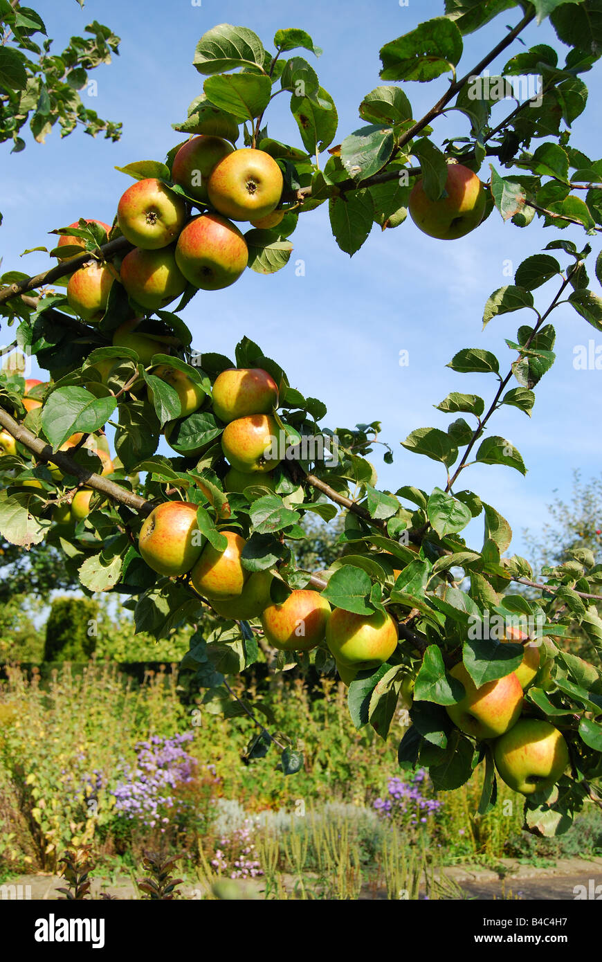 Apfelbäume im Obstgarten, Penshurst, Kent, England, Vereinigtes Königreich Stockfoto