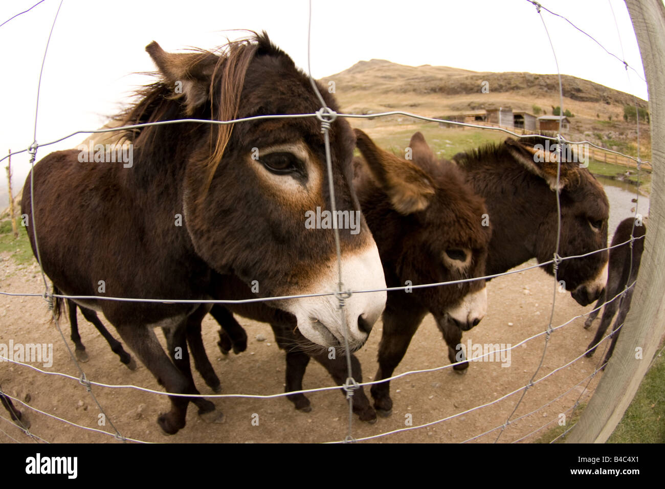 Drei Esel hinter einem Zaun scheinbar wie Gefangene Stockfoto