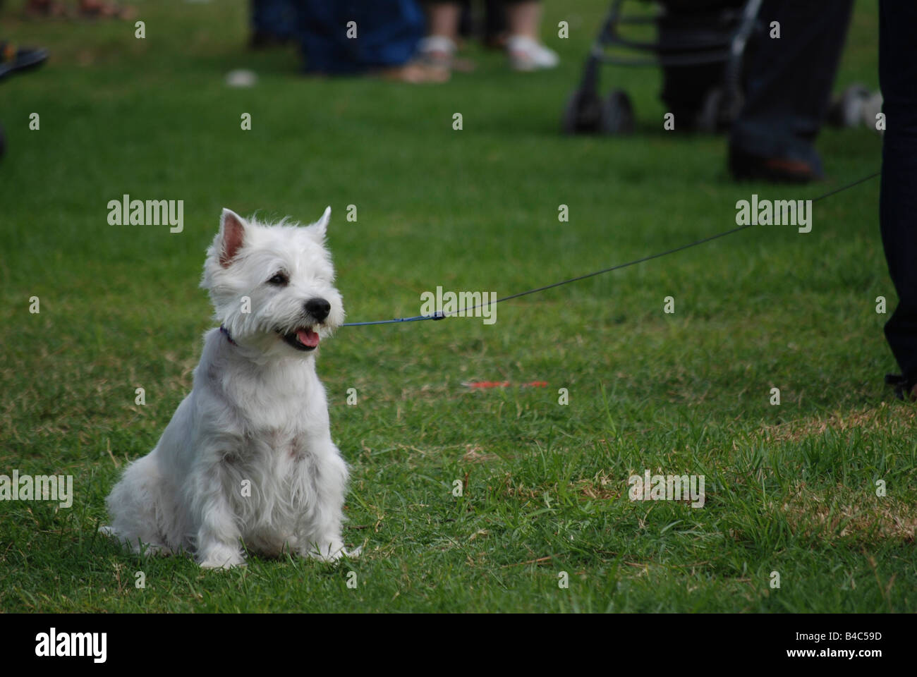 West Highland White Terrier Stockfoto
