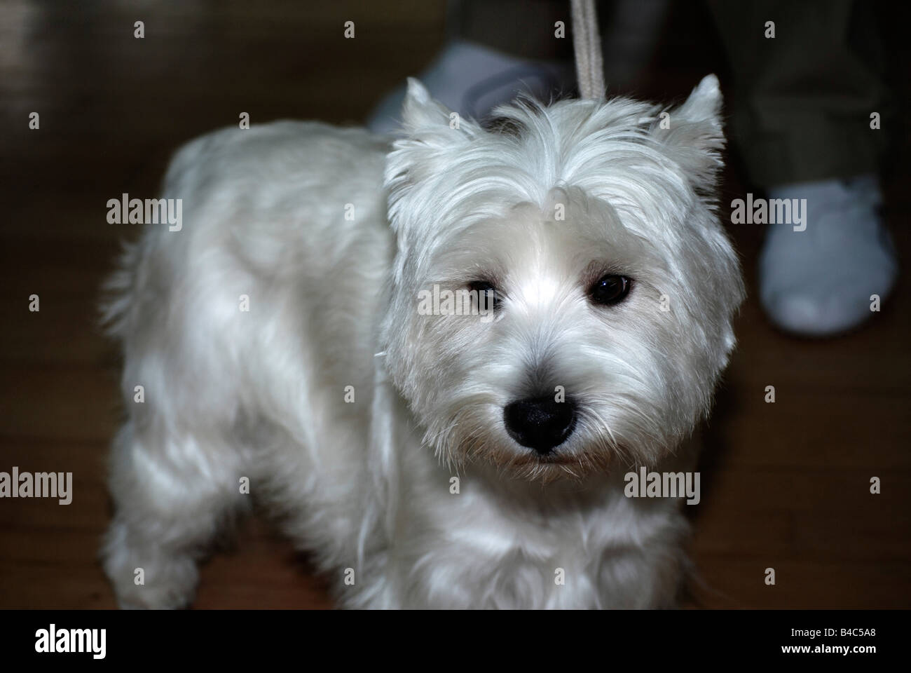 West Highland White Terrier Stockfoto