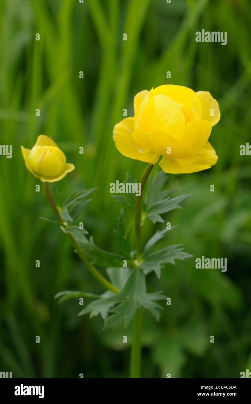 Europäischen Globeflower, Trollblume (Trollblume Europaeus), Blüte Stockfoto