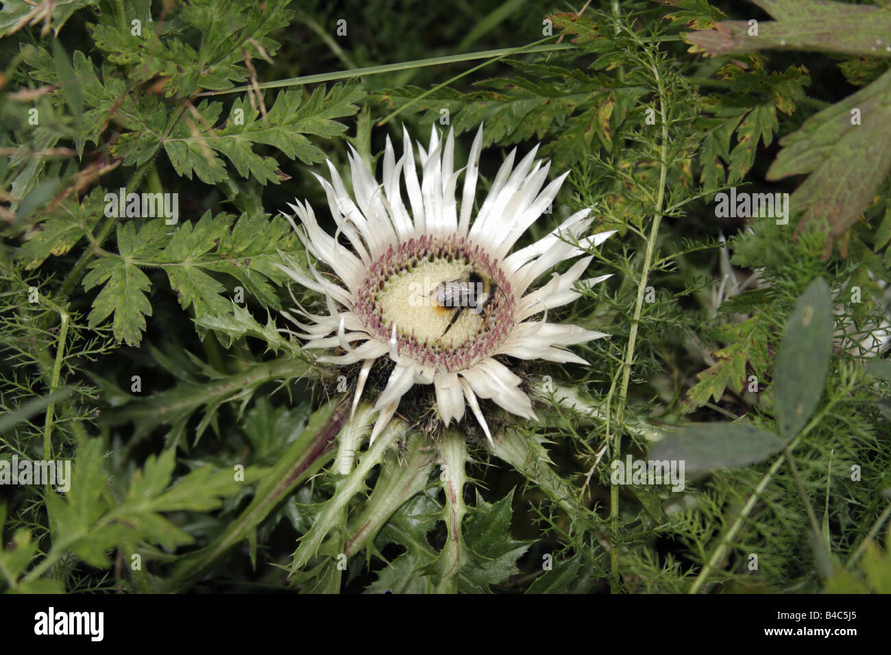 Silber oder Alpine Distel (Carlina Acaulis) und europäische Honigbiene (Apis Mellifera), Italien Stockfoto