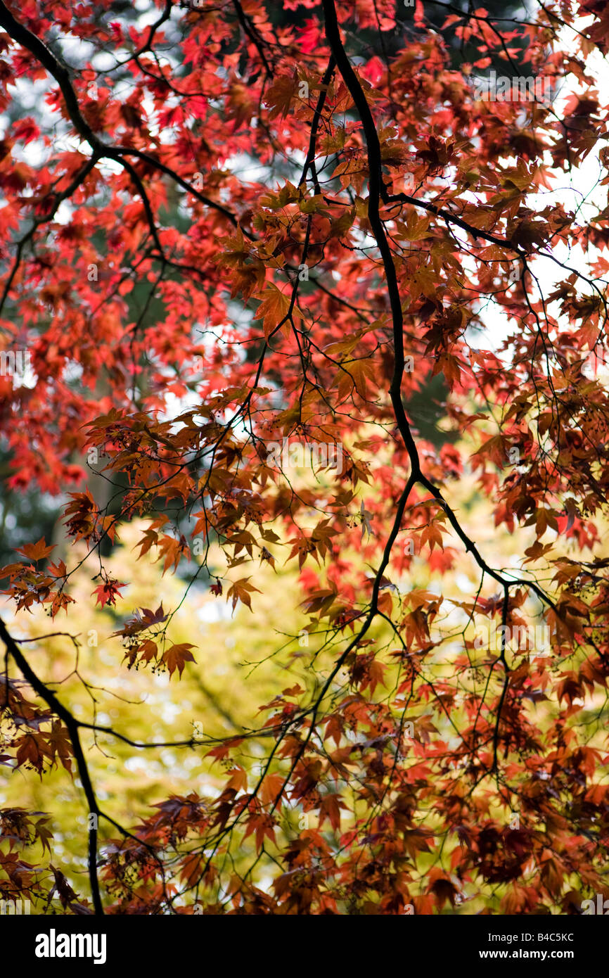Maple leafs Acer Rubrum Stockfoto
