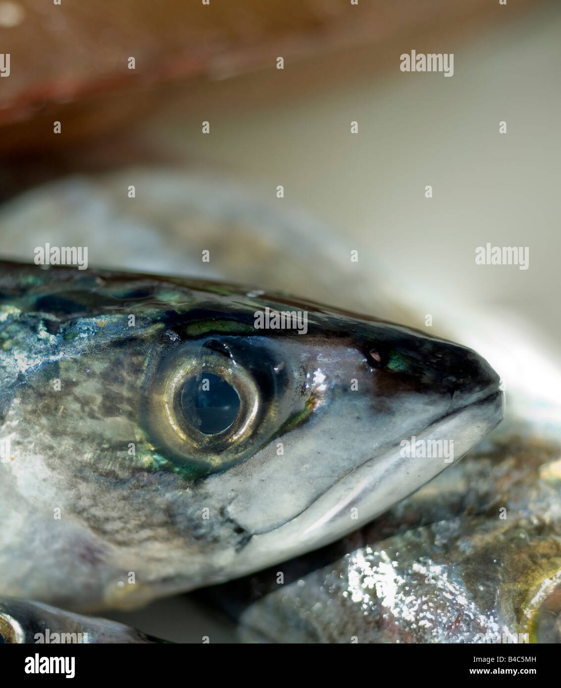 frischer Fisch-Kopf mit großen Augen Stockfoto