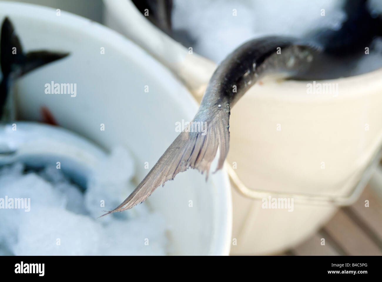 frischer Fischschwänzen und fin Stockfoto