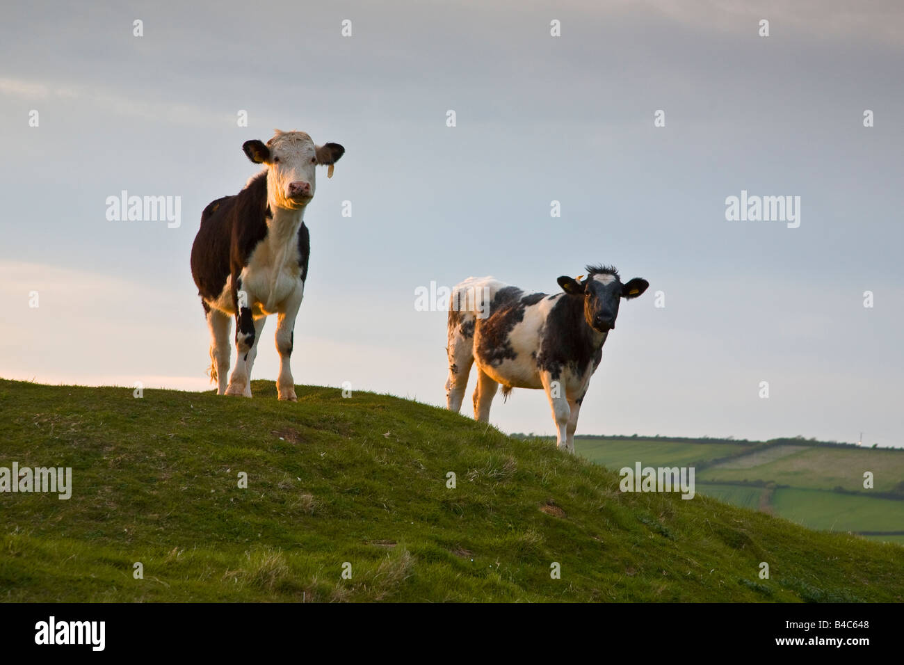 Zwei Kühe stehen auf einem Hügel am späten Nachmittag. Burton Bradstock, Dorset England Great Britain UK 2008 Stockfoto