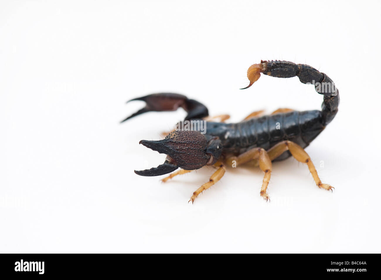 Heterometrus Madraspatensis. Indian Forest Skorpion / Madras Wald Scorpion auf weißem Hintergrund Stockfoto