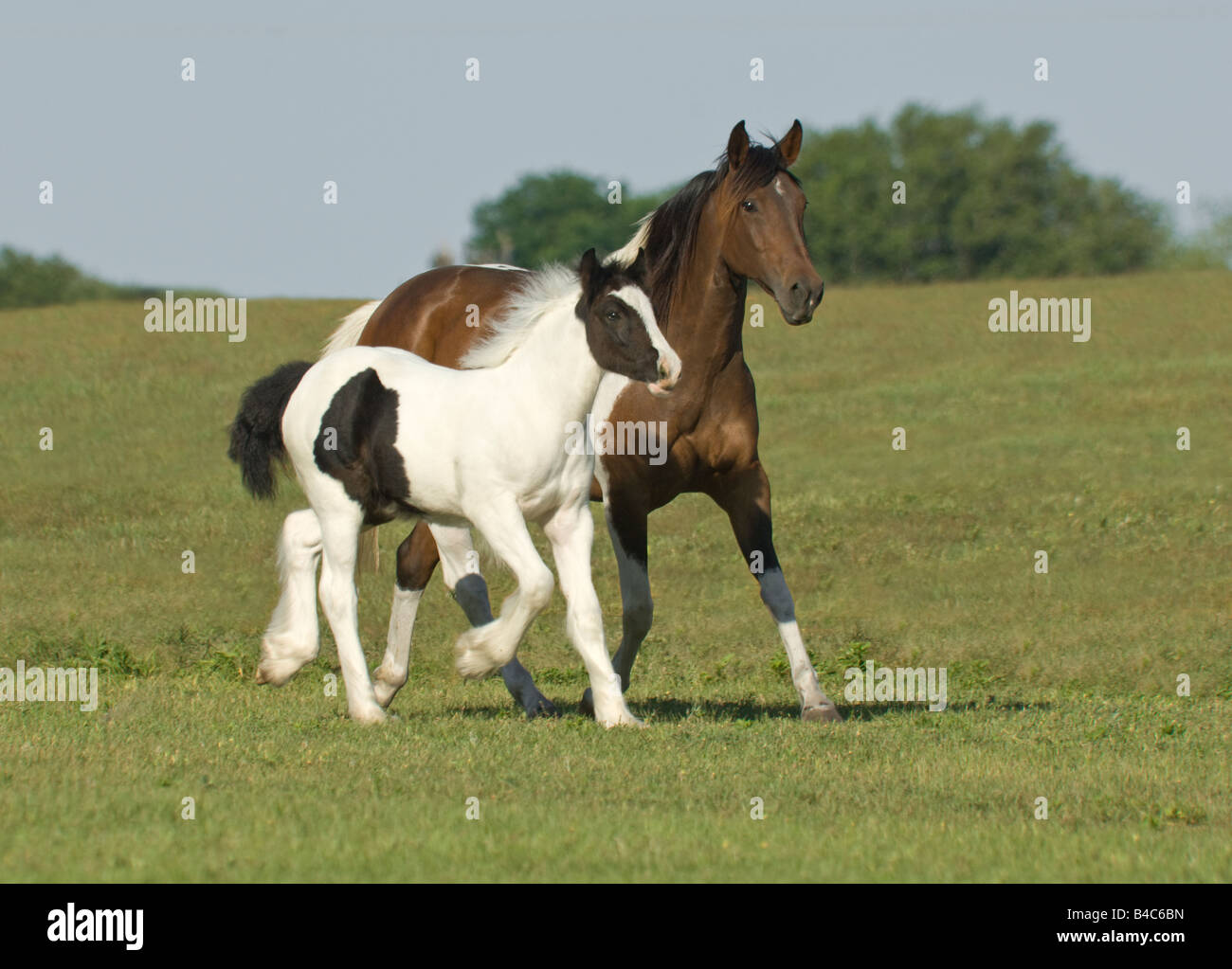 Paint Horse Stute mit Embryotransfer Zigeuner Fohlen Stockfoto